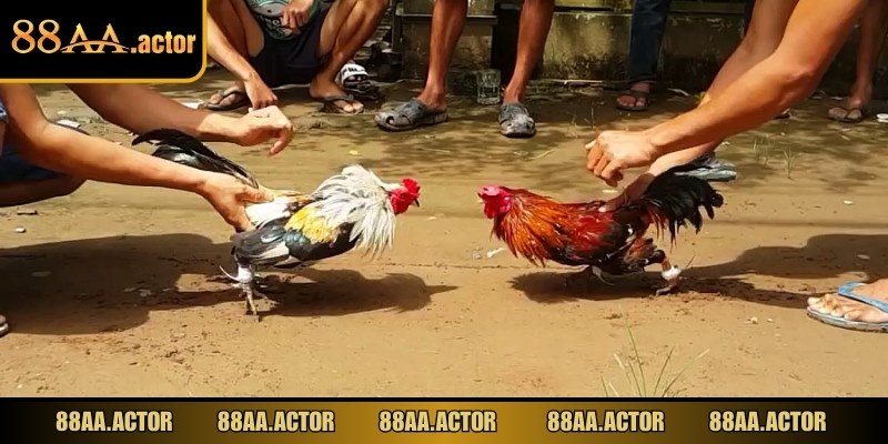 Nhà cái luôn đảm bảo tính công bằng cho kê sư